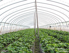Strawberry greenhouse
